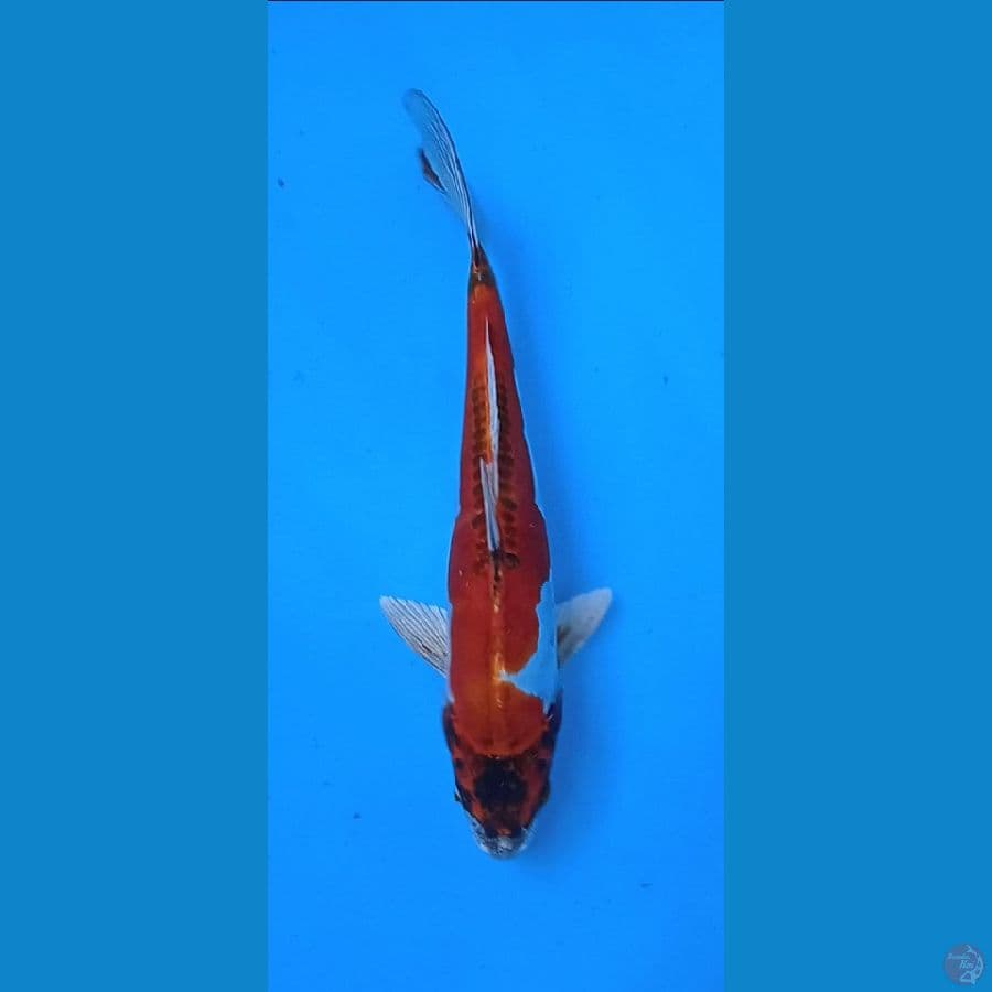 beni kiko size : 27 cm / M