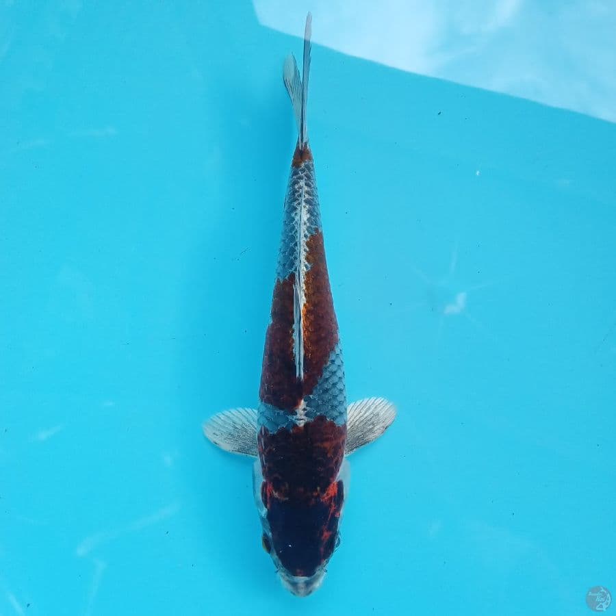 BENI GINGGA 23CM
