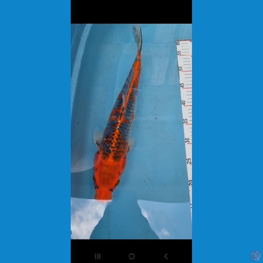 42cm Goshiki male
