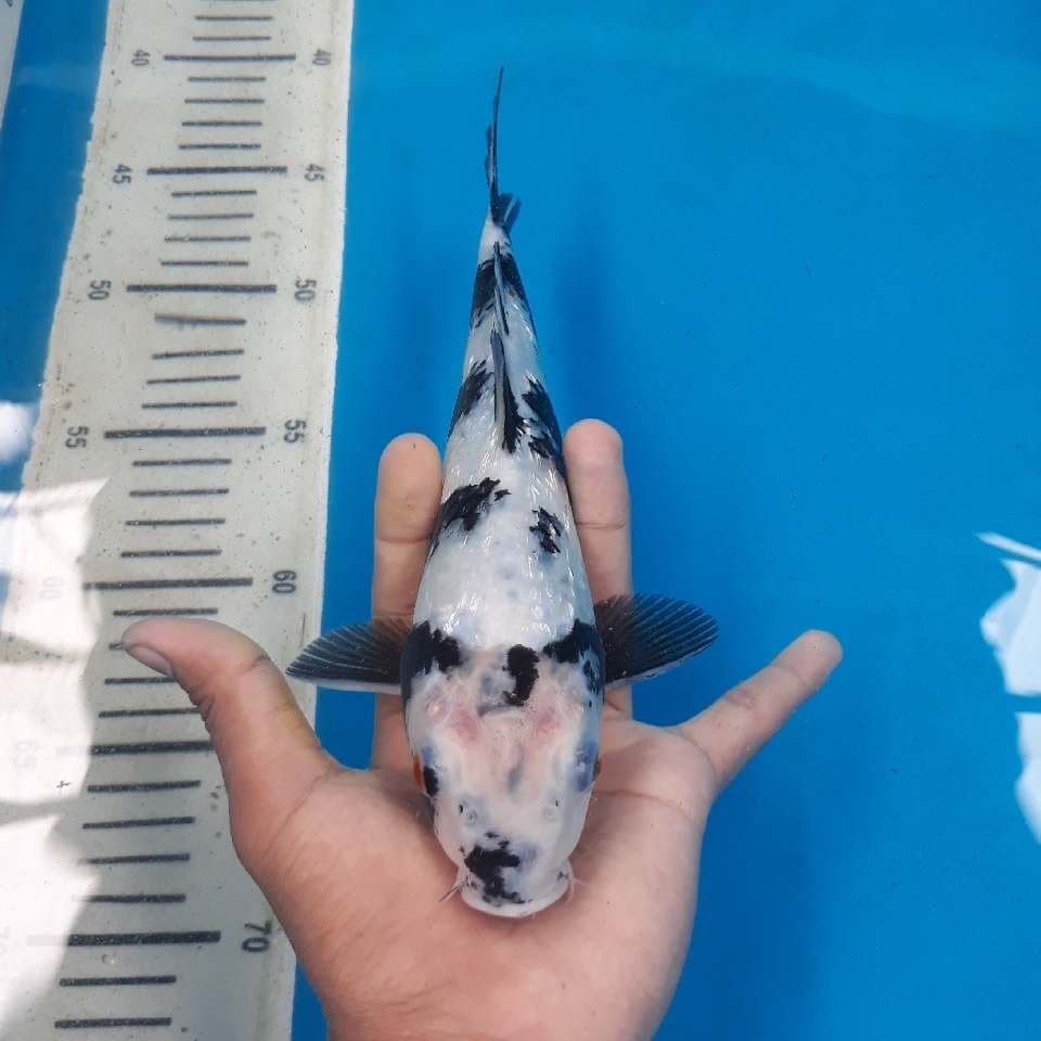 SHIRO GINRIN (25cm)