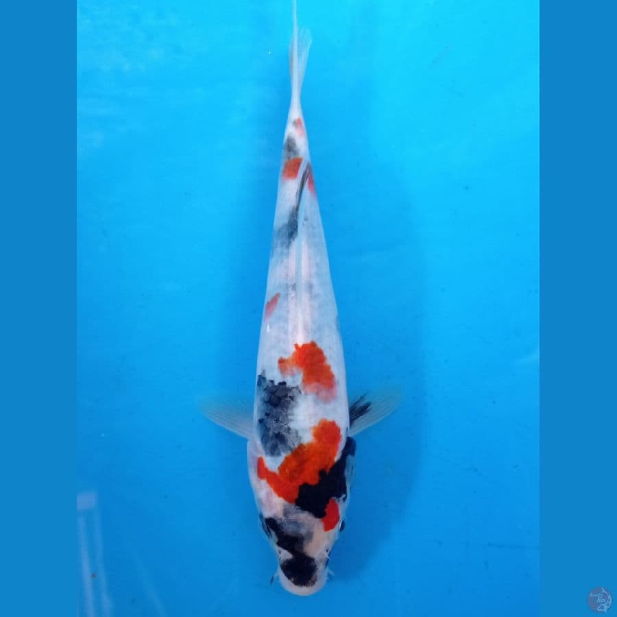 SHOWA20CM
