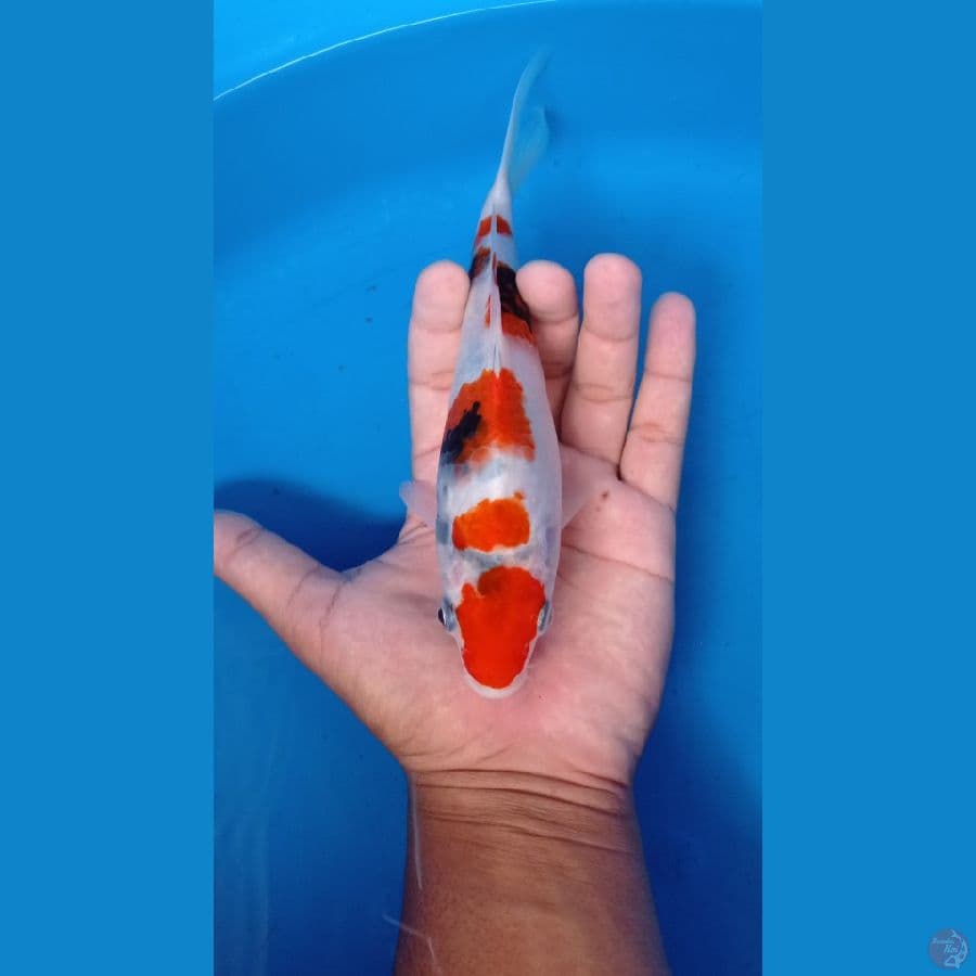 SHOWA20CM
