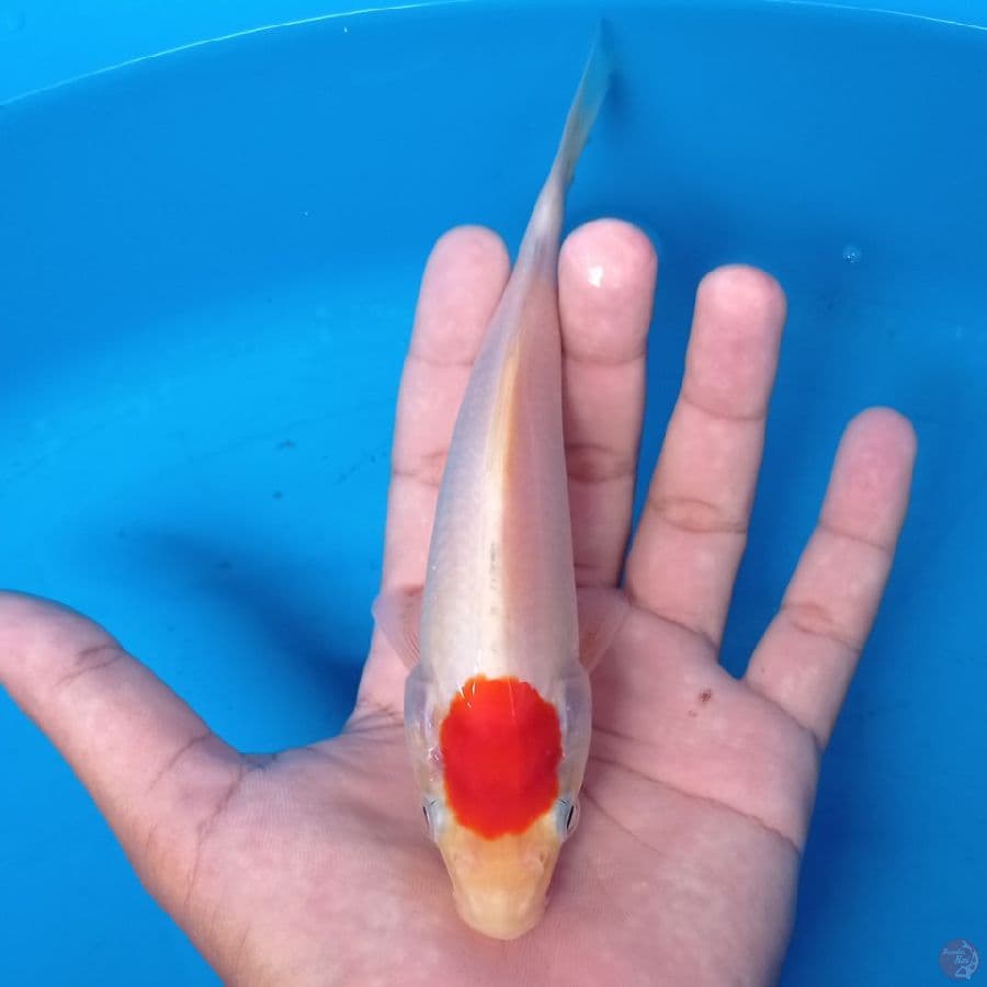TANCHO17CM