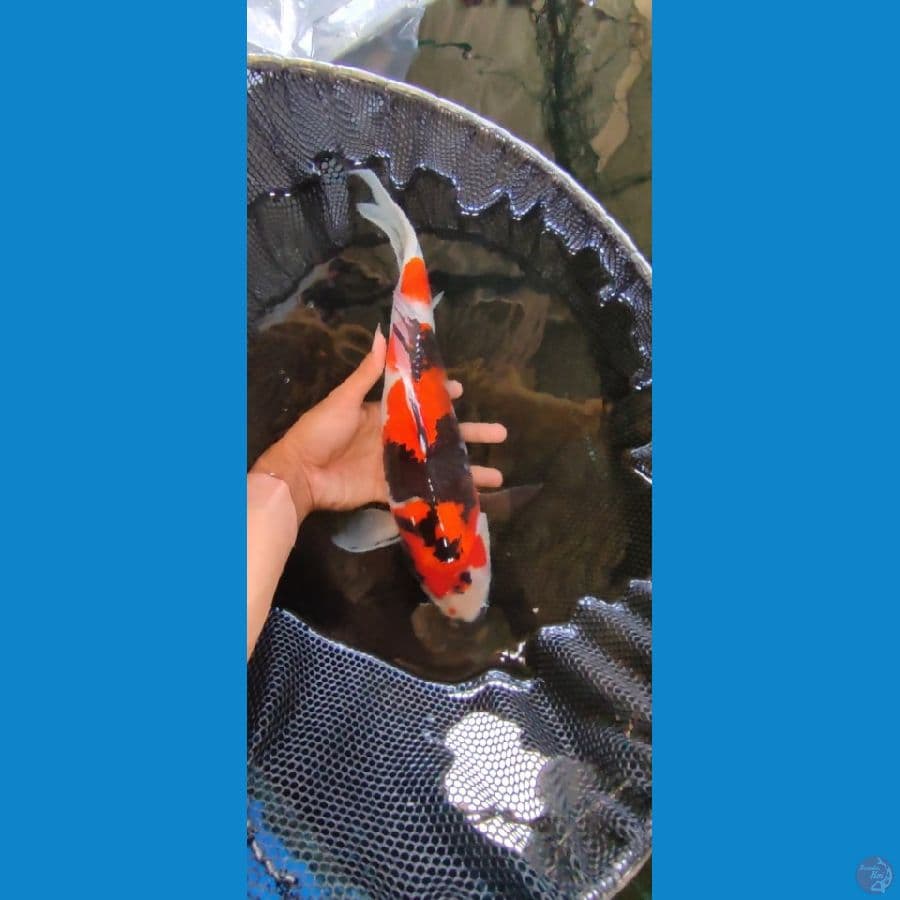 SHOWA 41 CM ORIGINAL PATERN