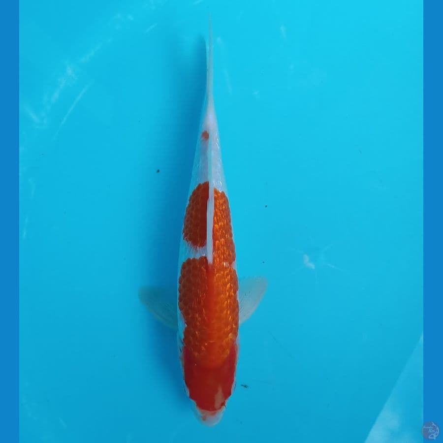 KOHAKU GINRIN 28CM