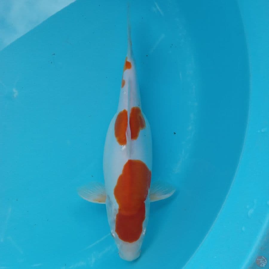 DOITSU KOHAKU STEP 3 ORI 30CM
