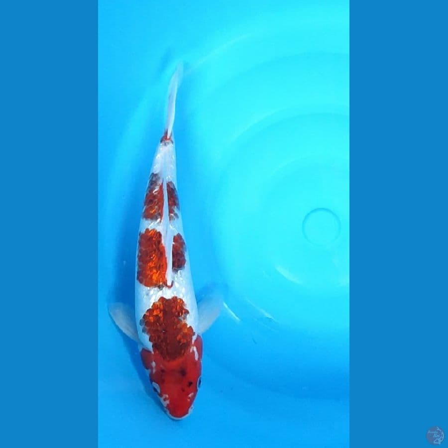 Koromo Ginrin.. 29cm™