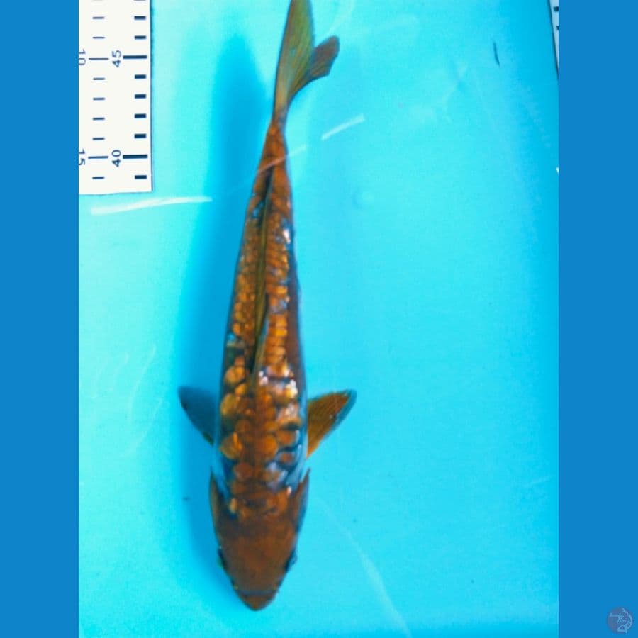 ociba aragoke gindrinn 26cm