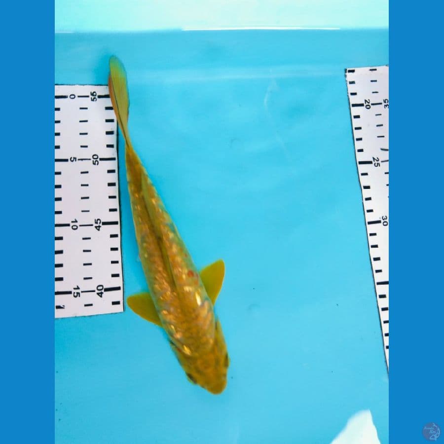midori sisik gajah gindrin 25BU
