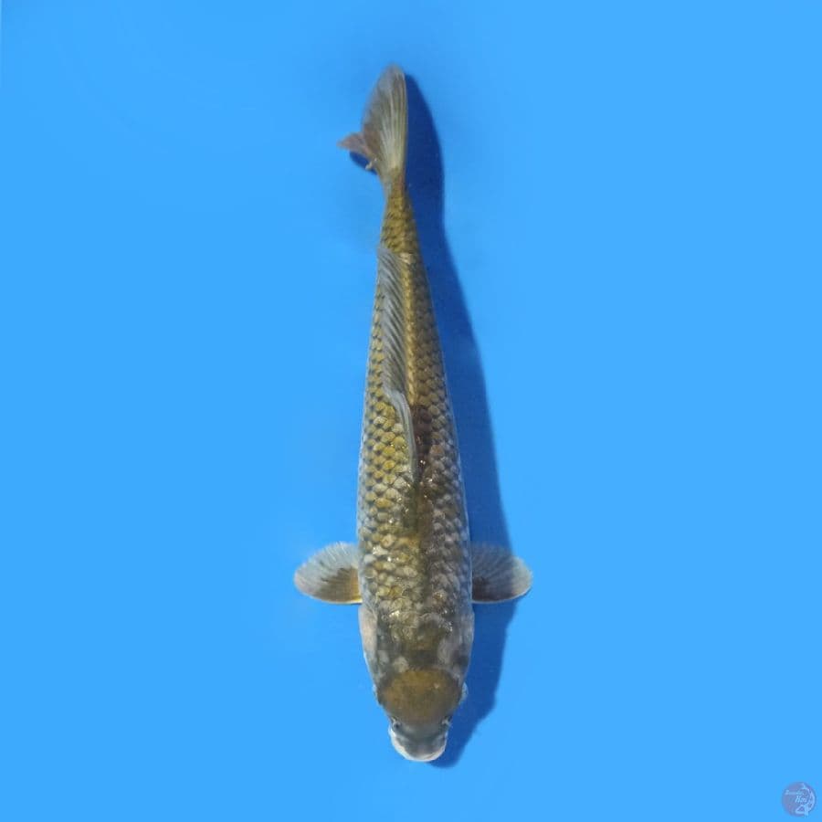 Tancho ochiba 35 cm