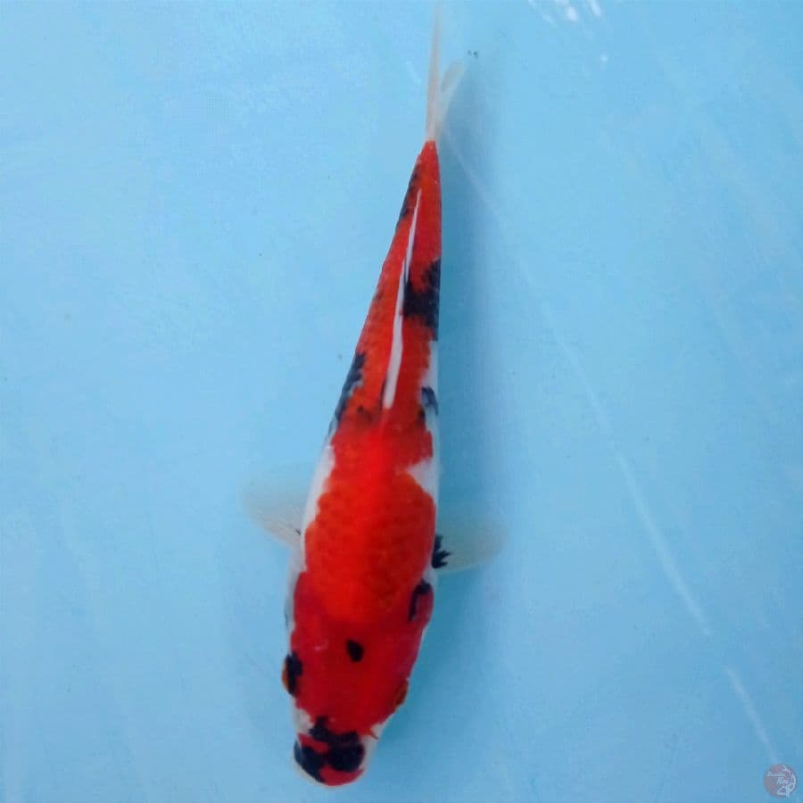 showa, 19 cm
