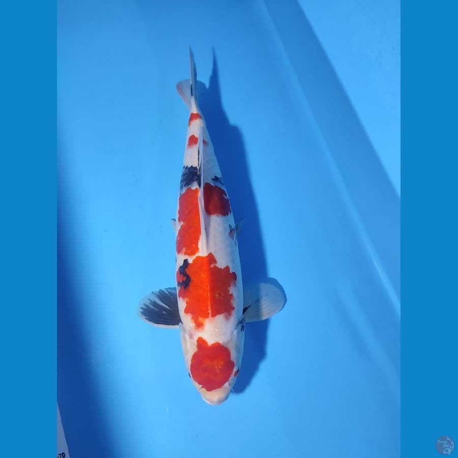 SHOWA JUMBO 51 CM - FEEMALE