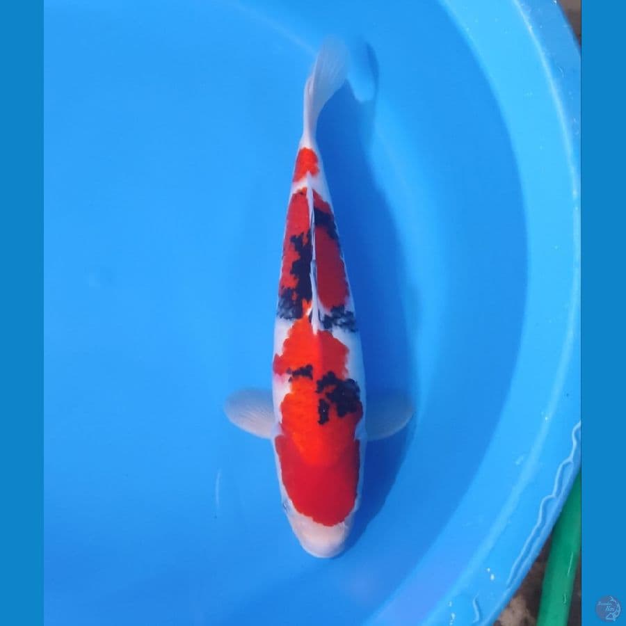 SANKE 36 CM - MALE