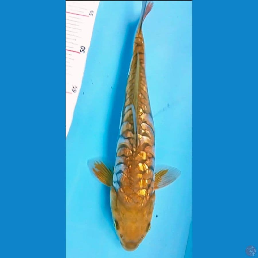 ochiba 31cm