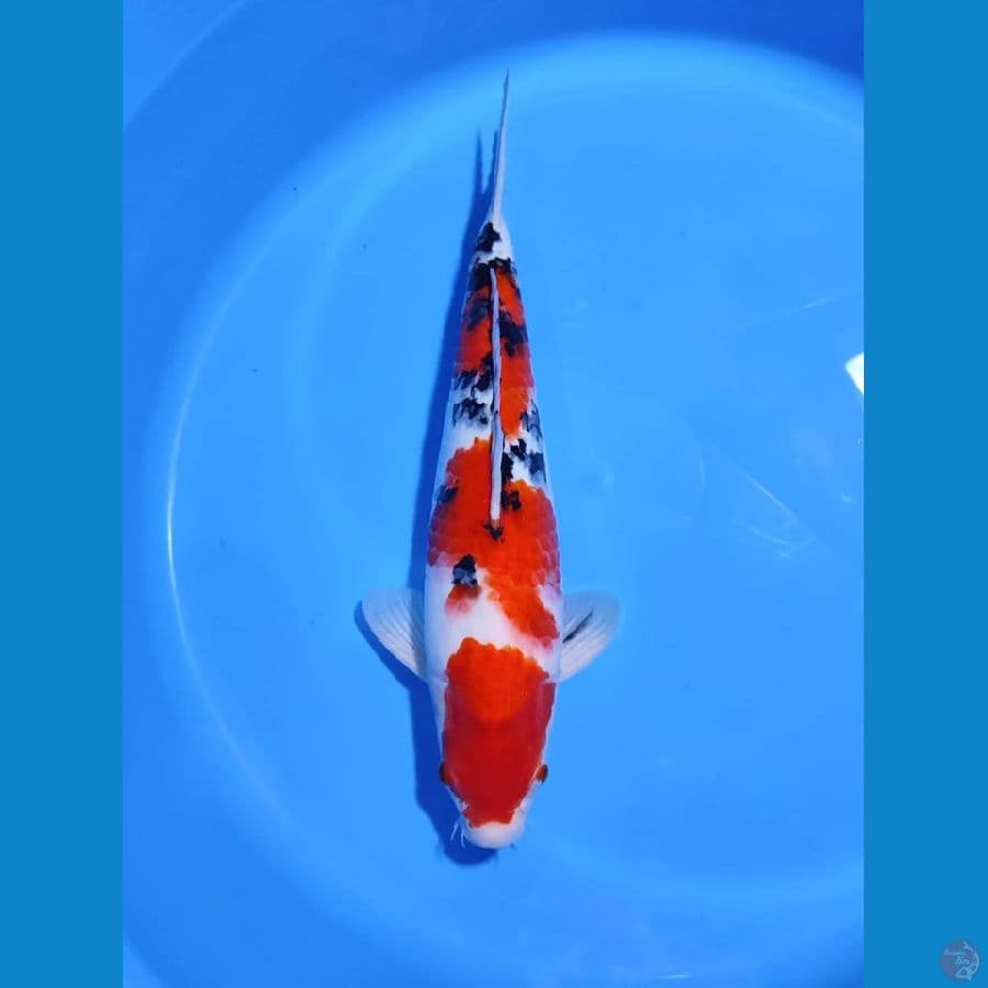 Sanke 37CM, Male, Original
