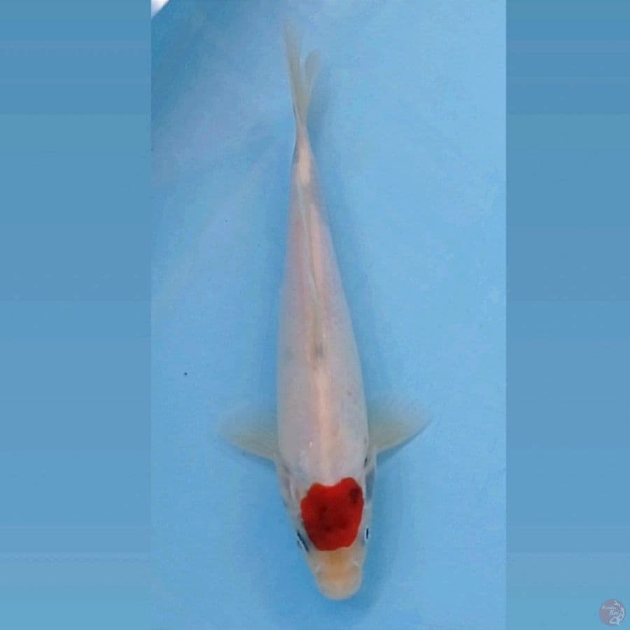 tancho, 22 cm