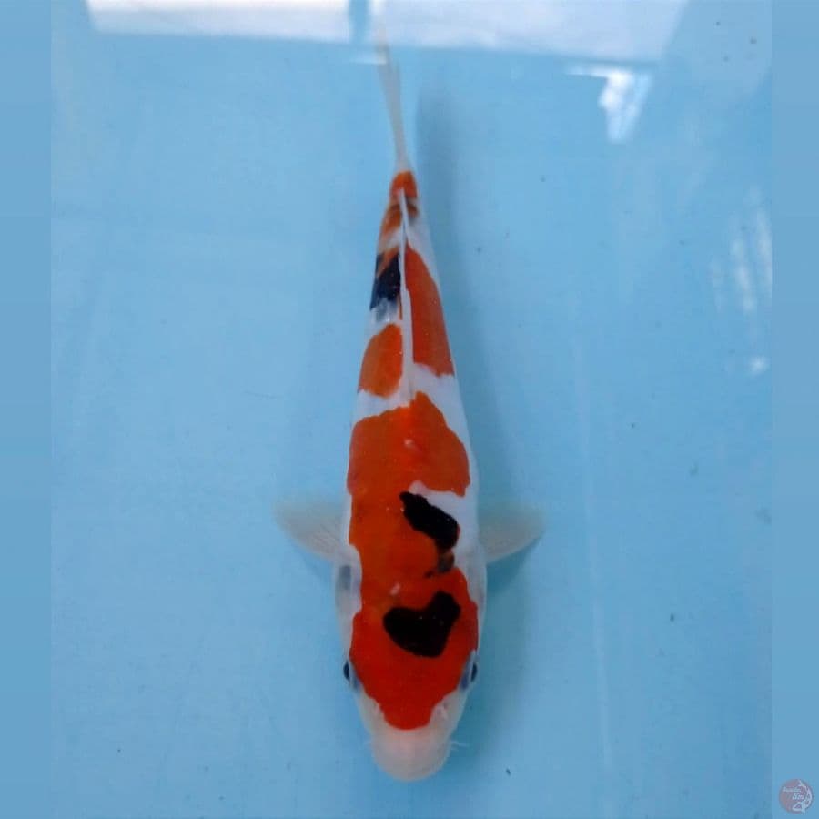 showa doitsu, 20 cm
