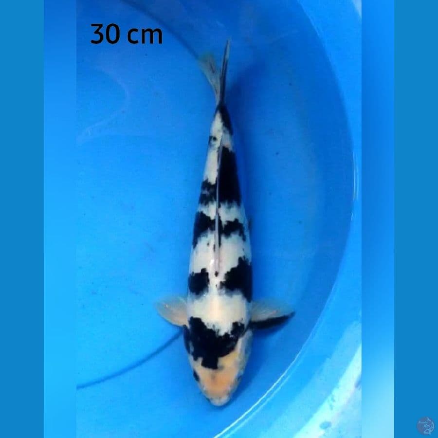 Shiro hq 30 c male