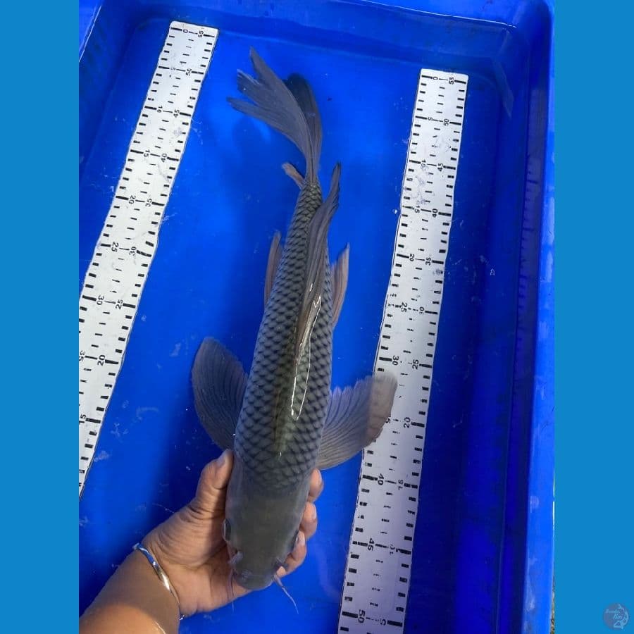 49 cm sleyer jantan