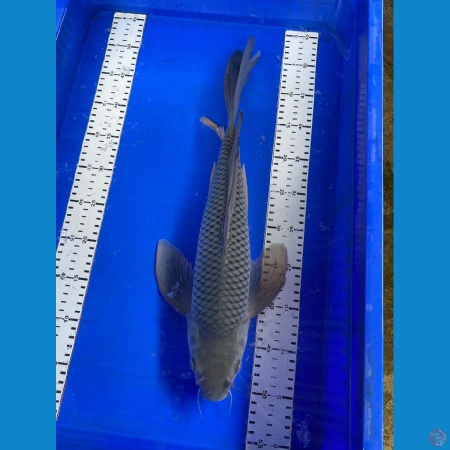 49 cm sleyer jantan