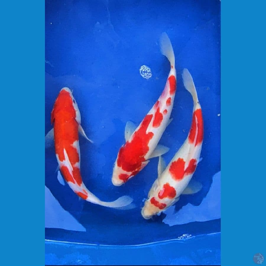 paket kohaku 26-27 cm