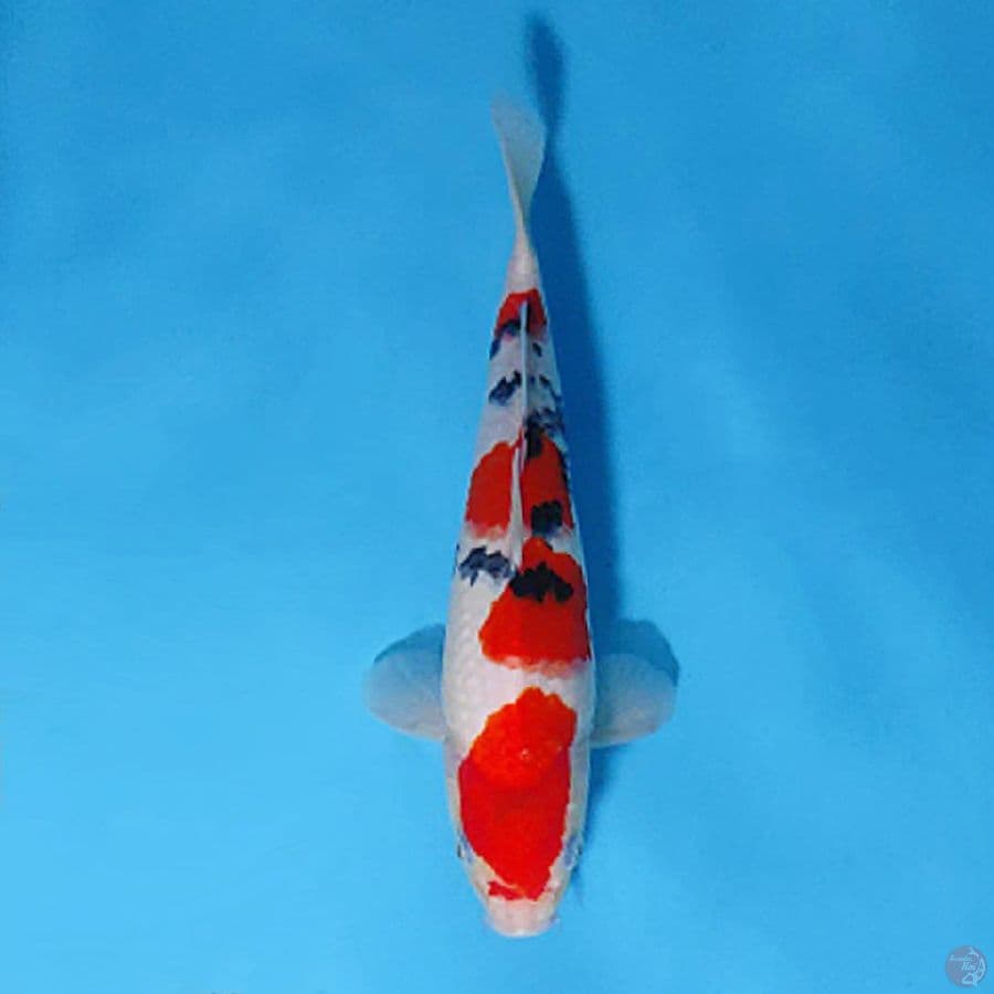 SANKE SUMI PEKAT HQ 24CM FEMALE