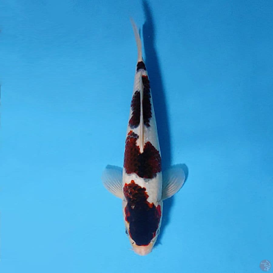 BUDO GOROMO 4 STEP 28CM MALE