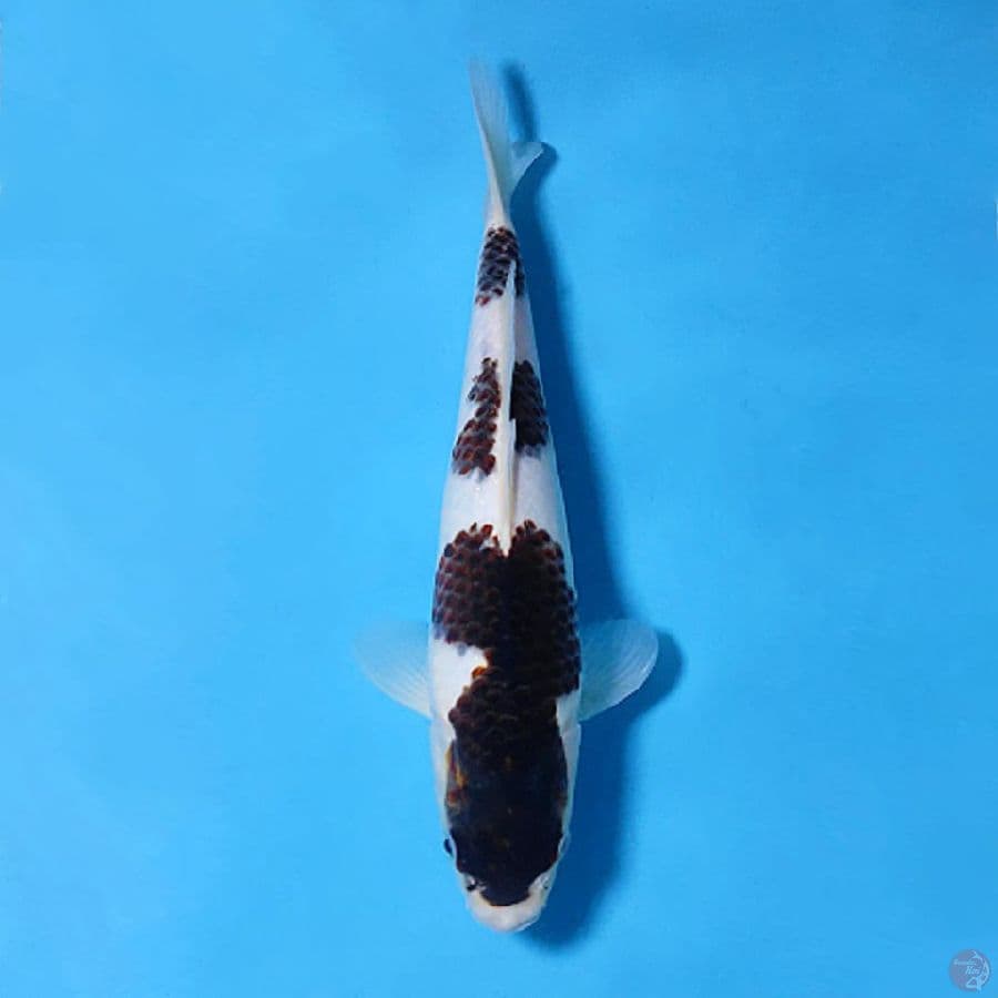 BUDO GOROMO 3 STEP 30CM FEMALE