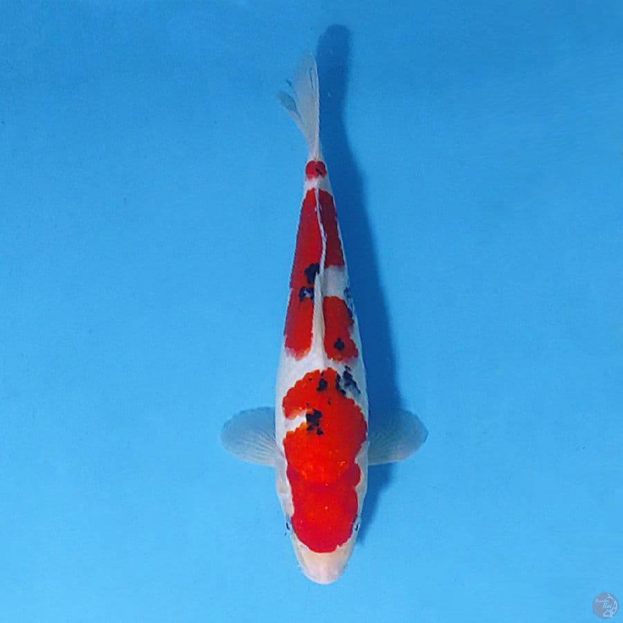 SANKE HIGH QUALITY 30CM FEMALE