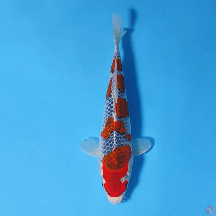 GOSHIKI READY SHOW 30CM FEMALE