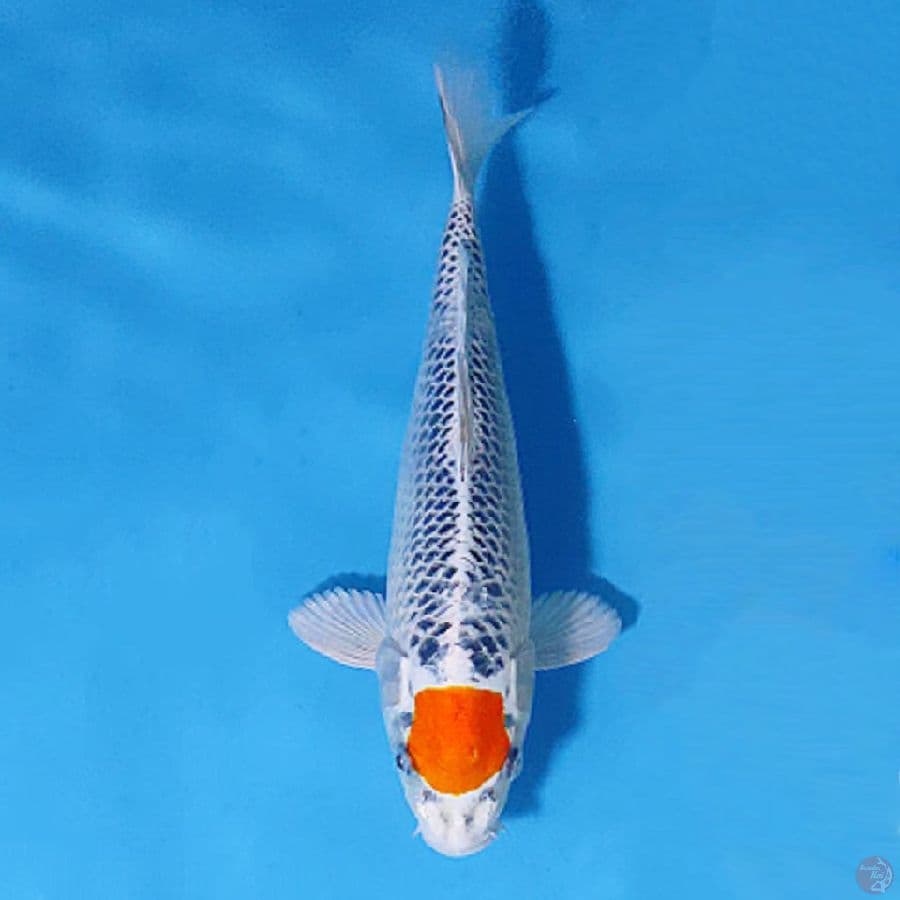 TANCHO KUJAKU 30CM FEMALE