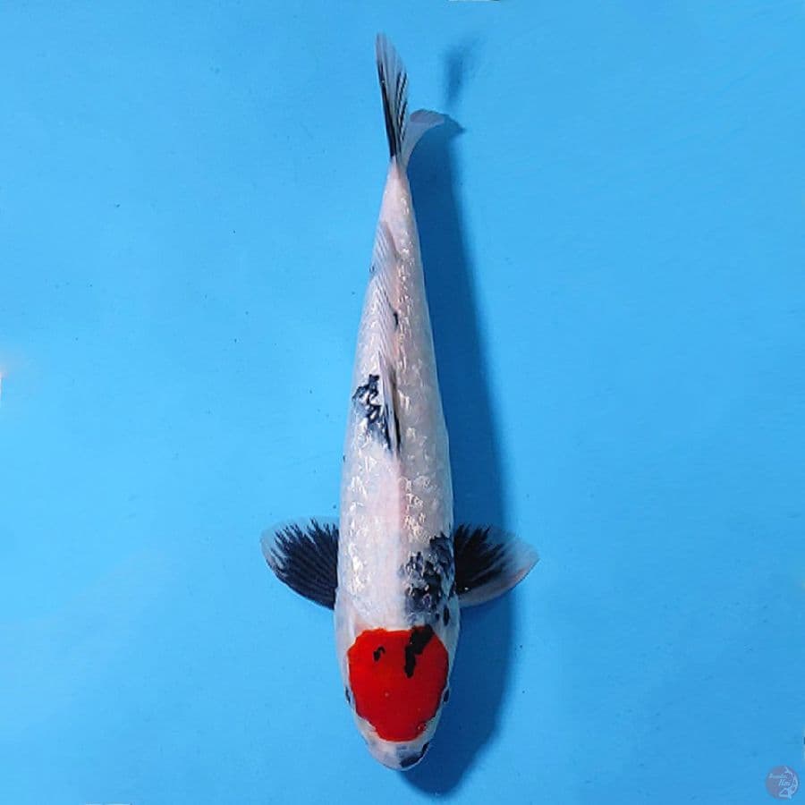 TANCHO STRONG RED GINRIN SHOWA 37CM MALE