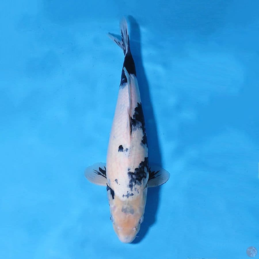 SHIRO UTSURI QUALITY SUMI PEKAT 44CM FEMALE