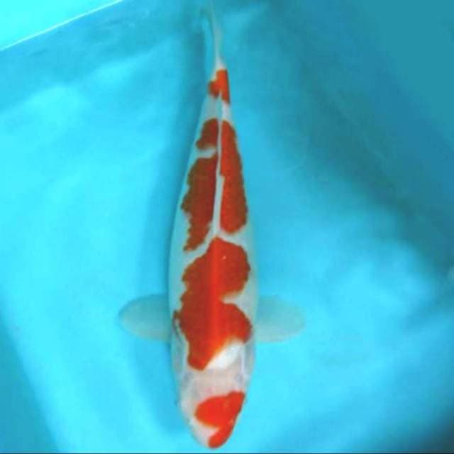 33cm kohaku 4 step