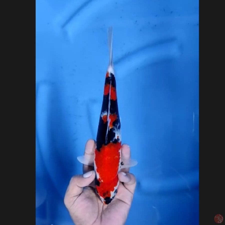 ( 28CM ) SHOWA ORIGINAL - MALE
