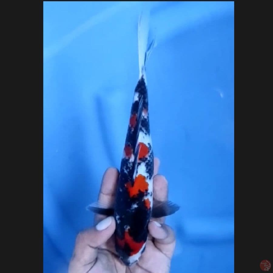 ( 22CM ) MARUTEN SHOWA ORIGINAL - FEMALE