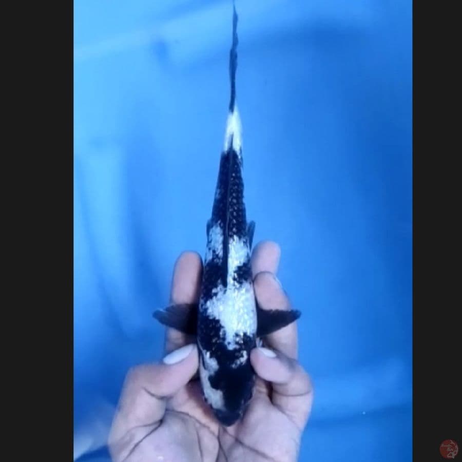 ( 20CM ) SHIROGINRIN HITAM PEKAT - MALE