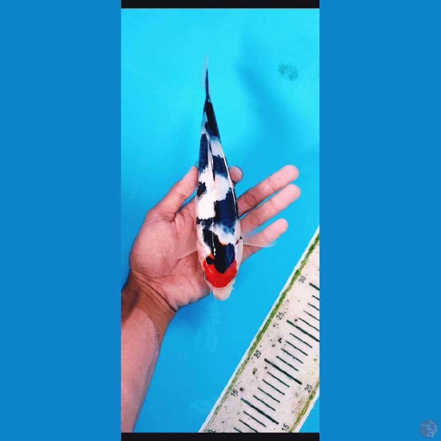 TANCO SHOWA -+25 CM BAHAN JOSS