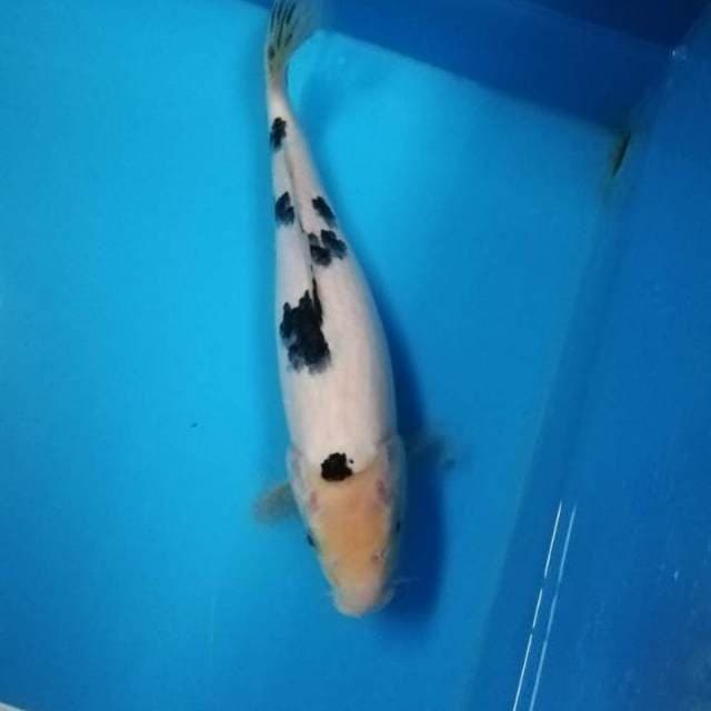 35cm Special Beko