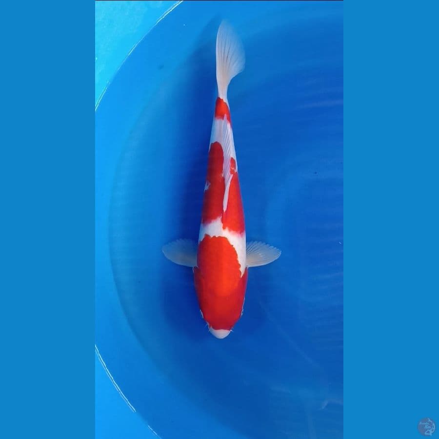 kohaku