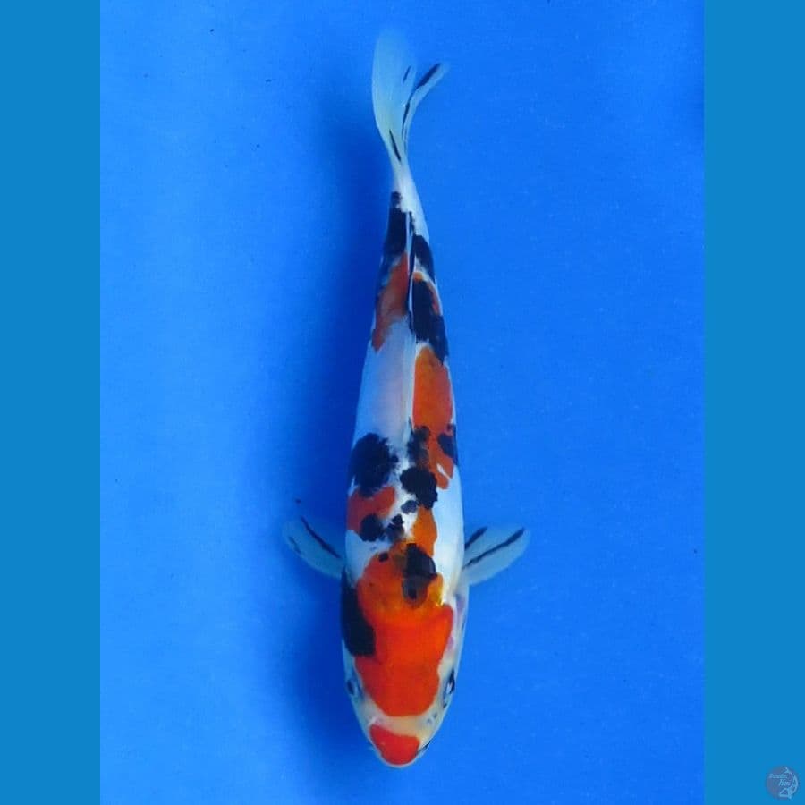 Sanke Doitsu Murni , 17cm