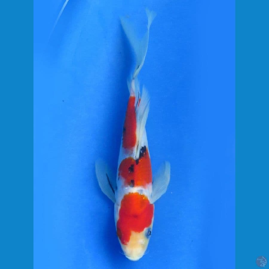 Sanke Kupu Kupu , 21cm