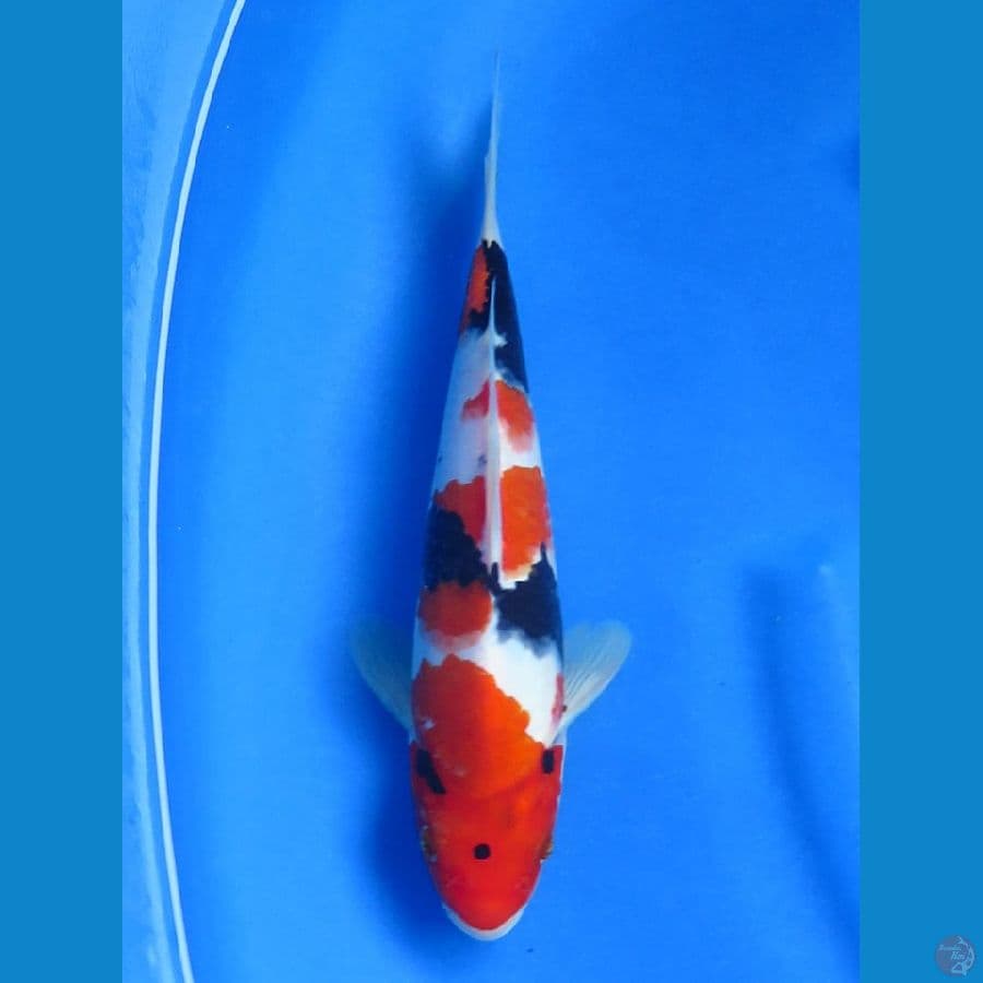 Showa HQ , 27cm