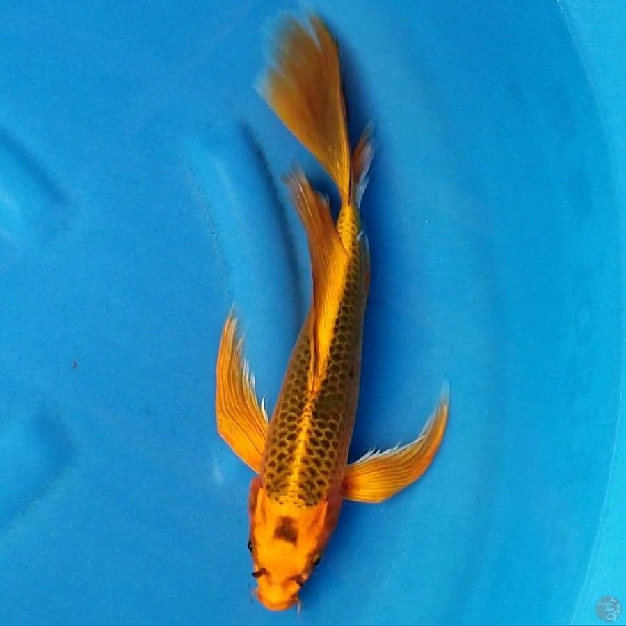 KUMPAY KIN MATSUBA 31 CM