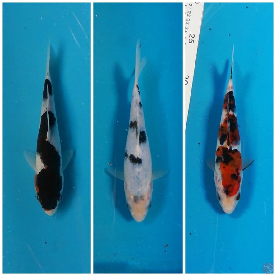 Koromo Satu Saudara