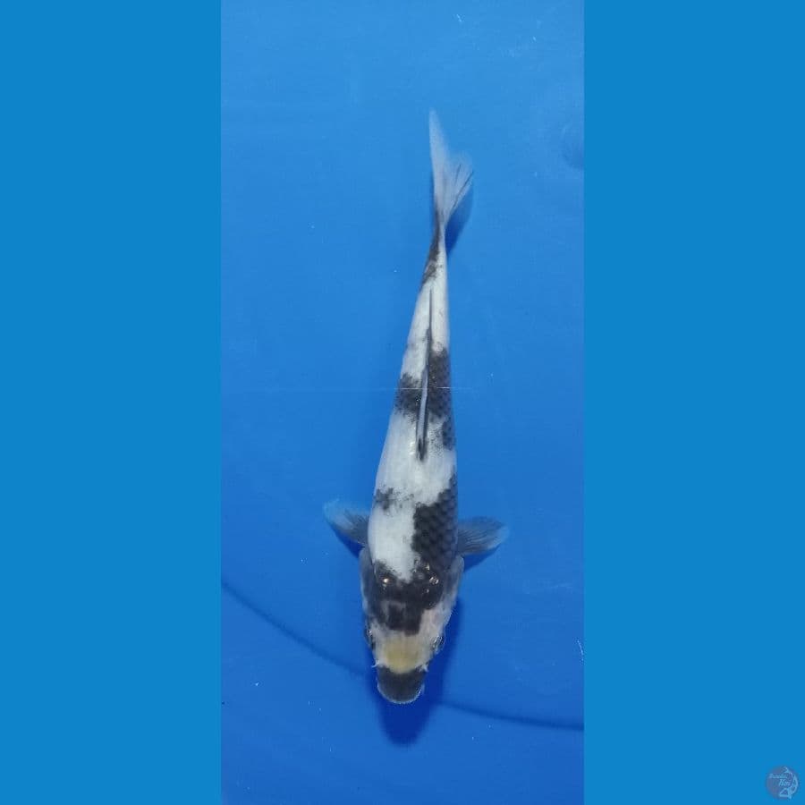 shiro 19 cm