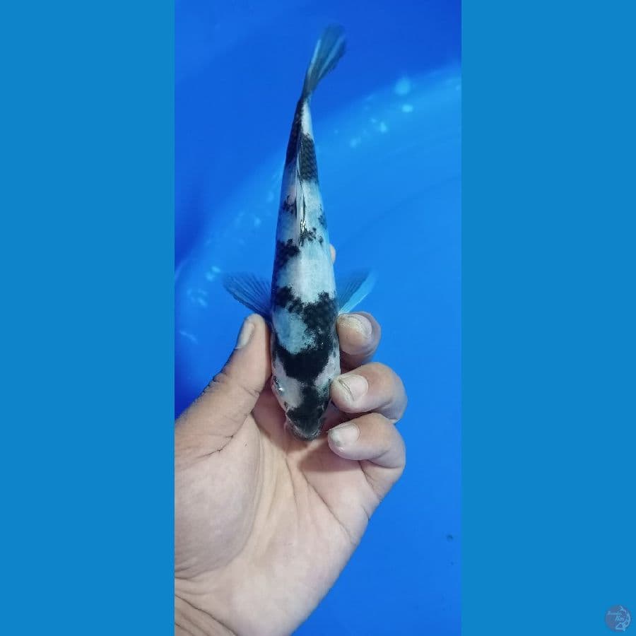17 cm shiro