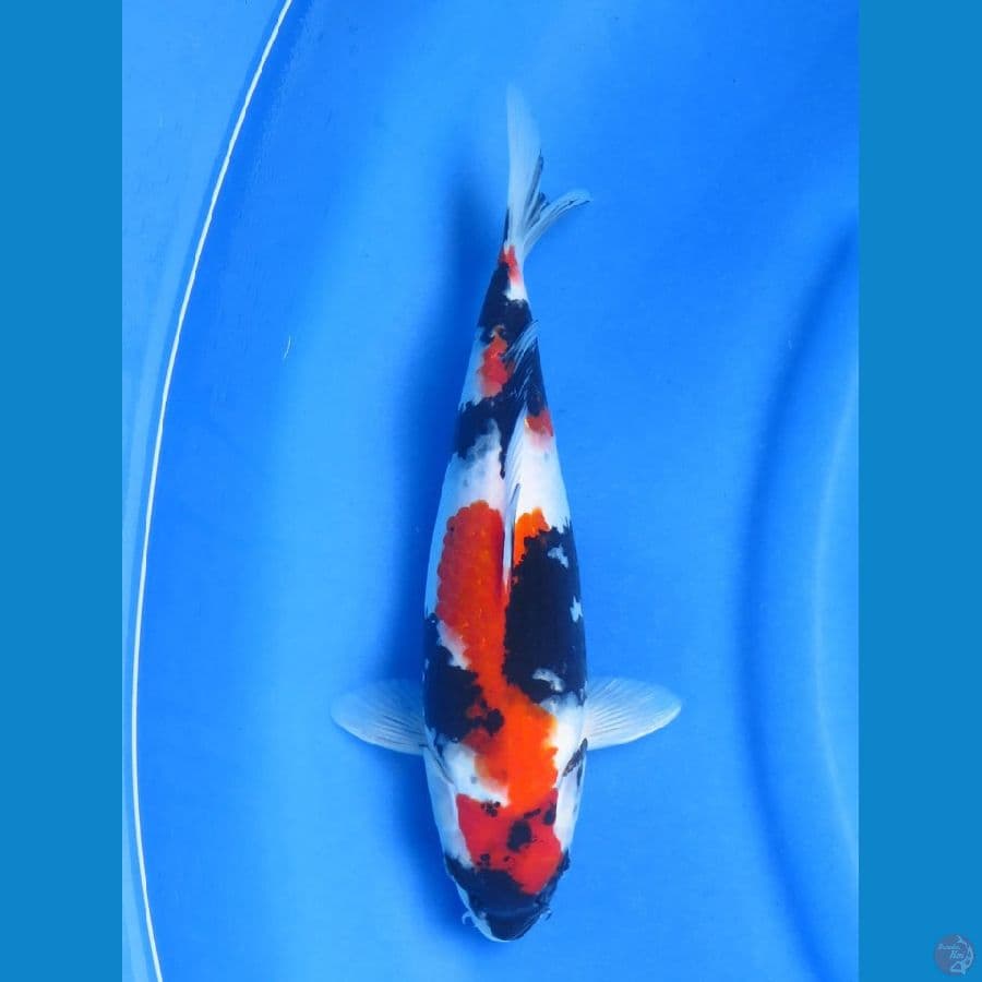 Red Showa , 30 cm