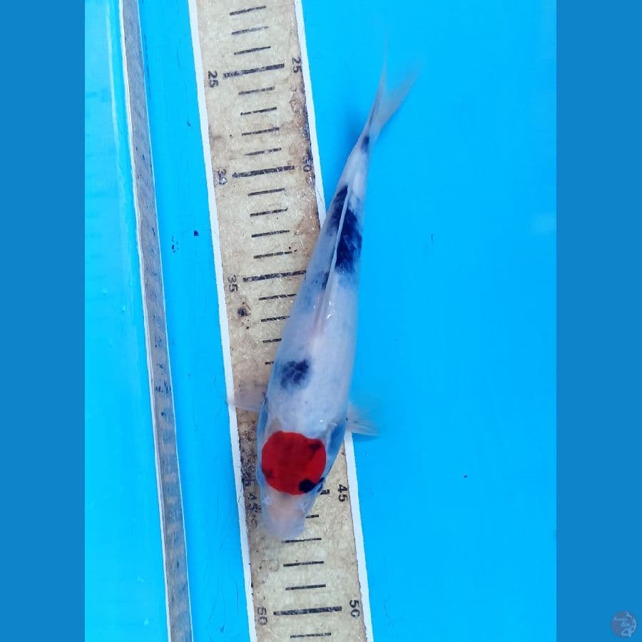 Tc showa 22cm