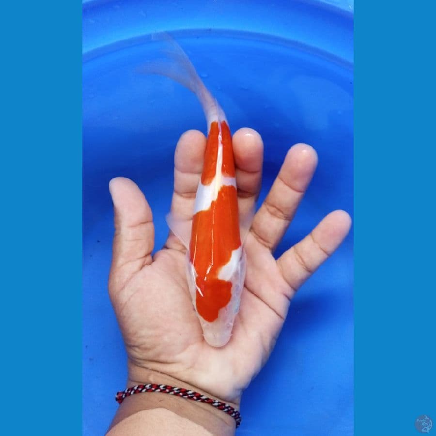 kuhaku doitsu 19 cm